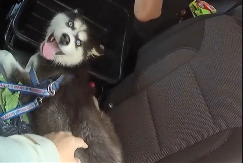 حبس أمريكى ترك كلبه فى السيارة أثناء ذروة الحر