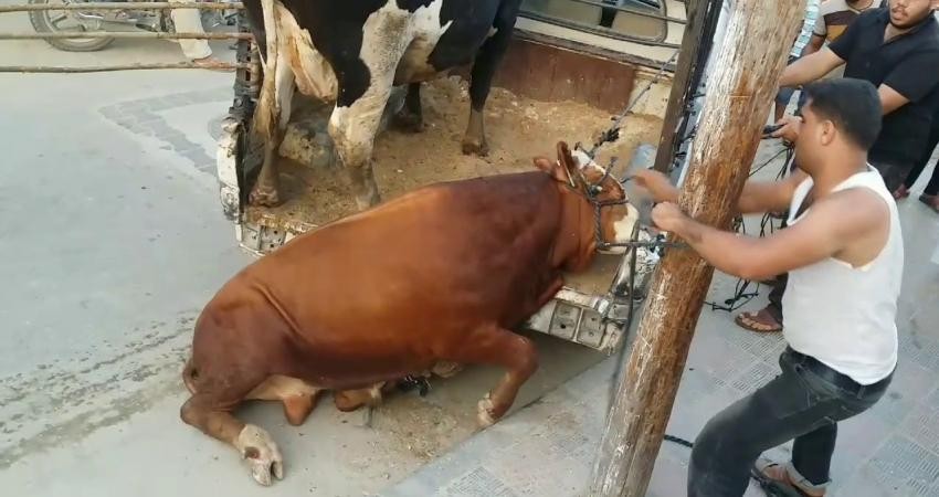 وفاة شاب من خانيونس متأثرًا بإصابته بـ"نطحة عجل"