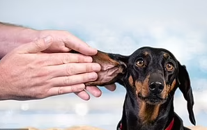 أطباء يؤكدون حاجة الكلاب لاستخدام "صن بلوك" مثل البشر خاصة في الصيف