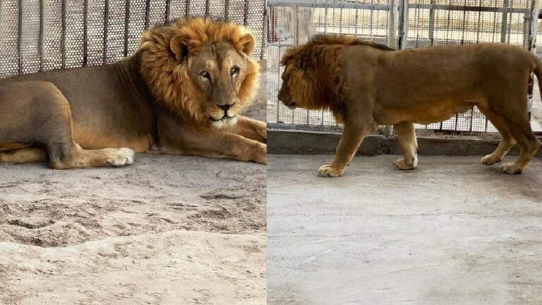 شاهد: الأسد الدمشقي بصحة جيدة