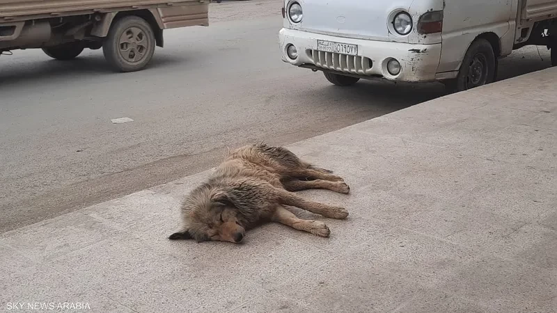 سوريا : ارتفاع بإصابات داء الكلب وسط نقص حاد في اللقاحات