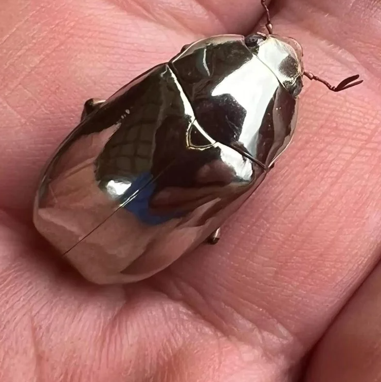 خنافس فضية معدنية تشبه المجوهرات الحقيقية