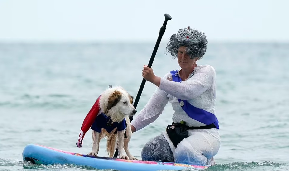 مسابقة لتزلج الكلاب على الأمواج فى المملكة المتحدة بمشاركة أصحابها
