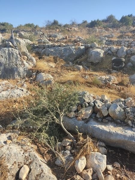الاحتلال يقتلع مئات الأشجار ويُجرف أراضي زراعية غرب بيت لحم