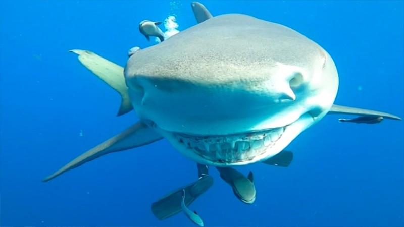 سمكة قرش تبتسم لزائريها فى فلوريدا