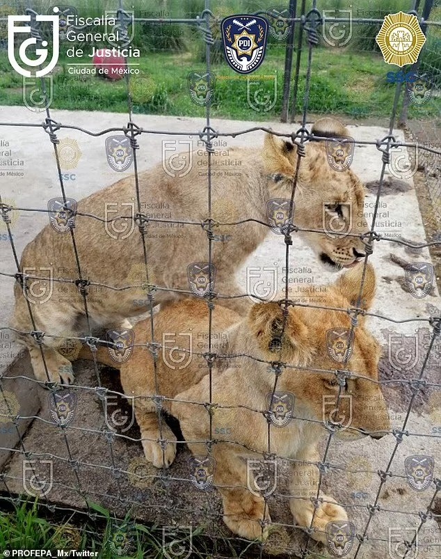 إنقاذ 200 أسد ونمر وحيوانات أخرى من الموت والاكتئاب فى المكسيك