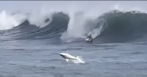سمكة قرش تفاجئ راكب أمواج فى هاواى بقفزة بهلوانية