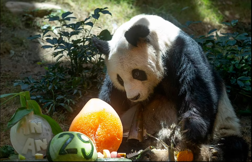 ذكر الباندا الأطول عمرا يرحل عن عمر 35 عاما