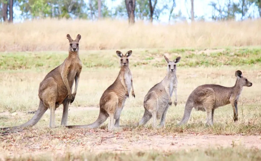 حيوانات الكنغر تحتل بلدة أسترالية صغيرة وتسبب الرعب