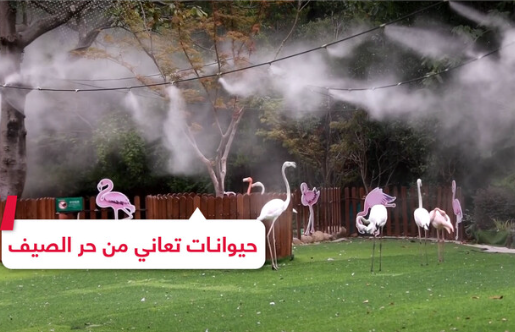 بالفيديو: طريقة مبتكرة لمساعدة الحيوانات على مواجهة حرارة الصيف