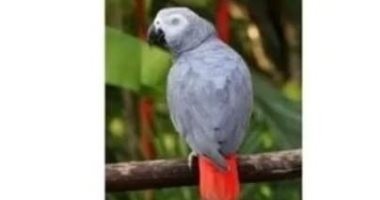 عودة ببغاء هارب لعائلته الهندية.. وأصحابه يدفعون مكافأة كبيرة لمن وجده