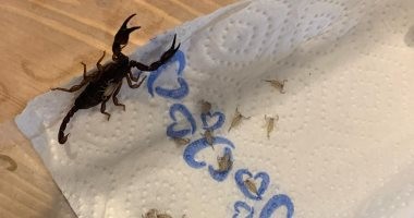 امرأة تكتشف 18 عقربا داخل حقيبتها بعد إجازة فى كرواتيا