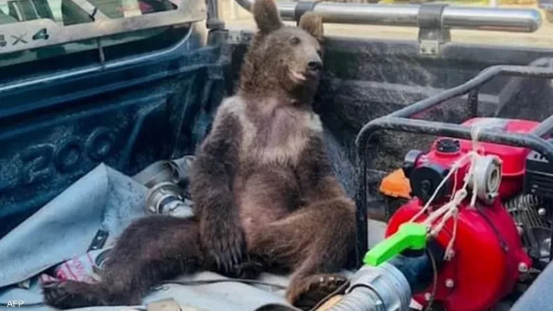 بالفيديو: بعد تناول عسل مخدر.. دب في حالة "هلوسة"