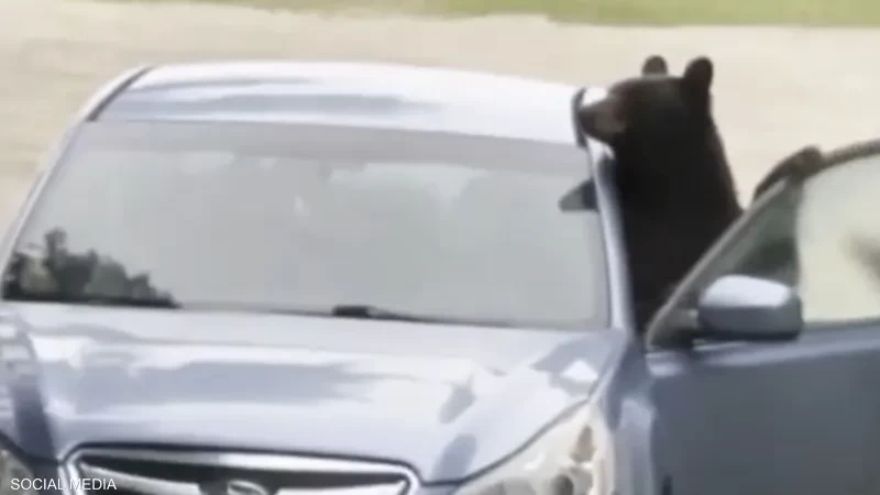 بالفيديو: بعدما وجد نفسه محتجزا لساعات..مقطع لدب يخرّب سيارة علق فيها