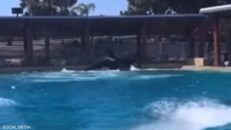 بالفيديو: صراع دام بين حوتين في متنزه.. ومنظمة تدعو للتحقيق