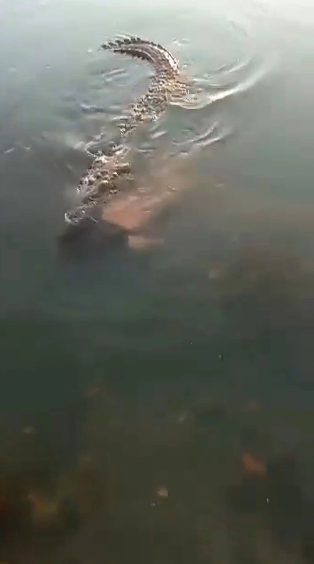 تمساح عملاق يسبح حاملاً جسد رجل بين فكيه فى بحيرة مكسيكية