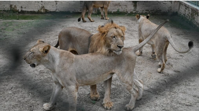 حديقة حيوان باكستانية تعرض أسودا للبيع فى مزاد علنى