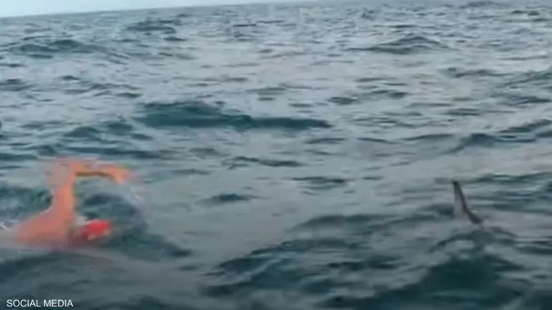 بالفيديو: سباح بريطاني يروي تجربة إنقاذه من قرش بمساعدة دلافين