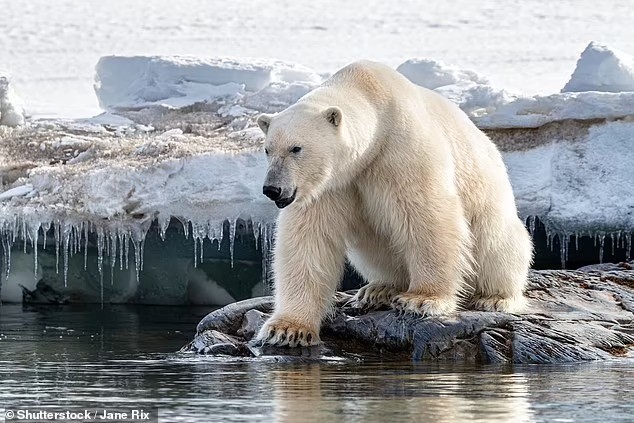 دب يهاجم سيدة فرنسية بموقع تخييم سياحى بجزيرة نرويجية نائية فى القطب الشمالى