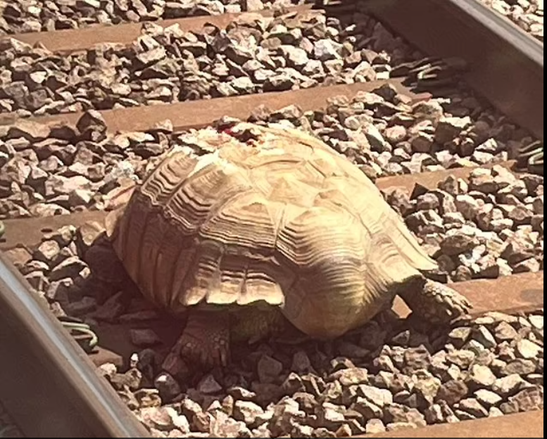 سلحفاة عملاقة تعطل قطارات نورفولك البريطانية 90 دقيقة