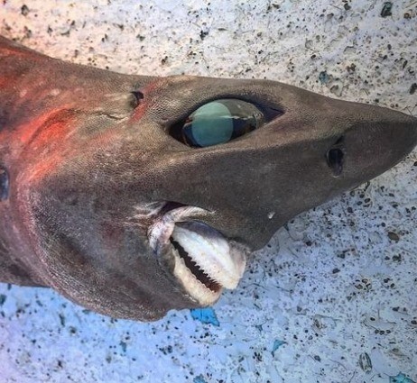 صياد أسترالى يعثر على سمكة مخيفة بابتسامة شبيهة بالبشر