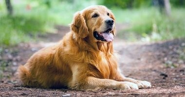 كلب يساعد شابة أمريكية مصابة بسرطان نادر على تحسين حالتها النفسية