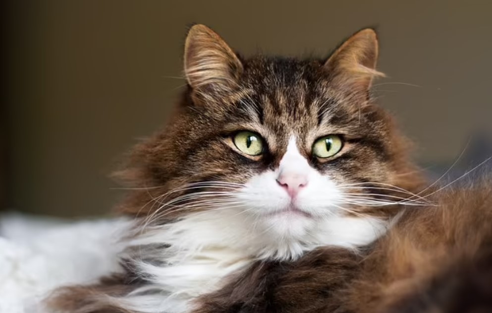 "cat translator".. تطبيق جديد يُمكن الحيوانات الأليفة من التحدث إلى مالكيها