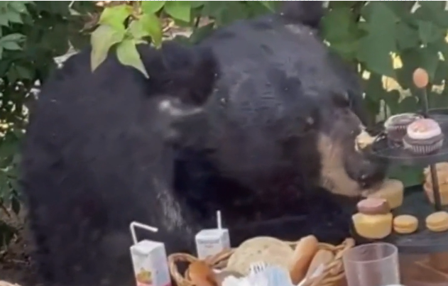 دب يقتحم حفلة عيد ميلاد طفل في ويست هارتفورد