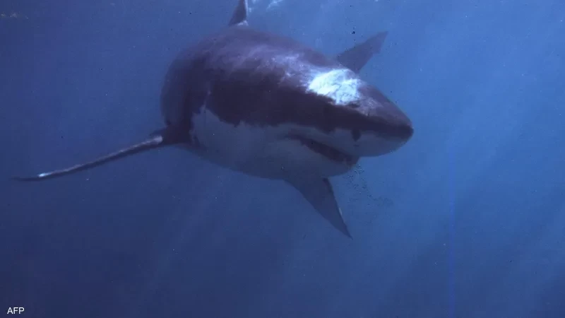 أمام أعين السباحين.. سمكة قرش "اختطفتها" من الشاطئ