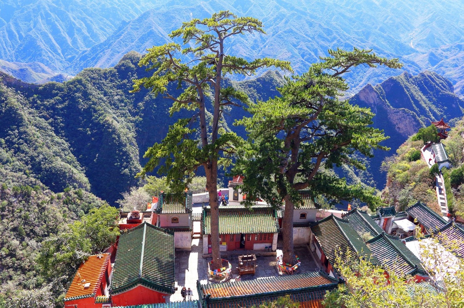 مركز بحثى: الصين بها 5 أشجار تتجاوز أعمارها 5 آلاف عام