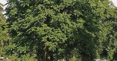 هندى يعيش أعلى شجرة كبيرة بقريته هربا من ضرب زوجته