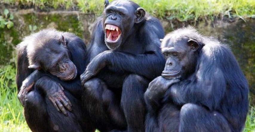 مجهولون يخطفون 3 من صغار الشمبانزى فى الكونغو ويطلبون فدية ضخمة