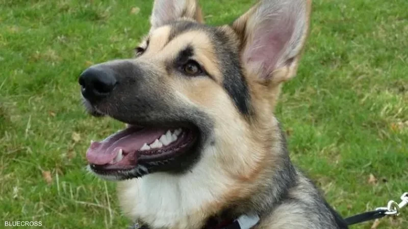 "أشجع كلب في بريطانيا".. حيوان أليف يحصد جائزة مرموقة