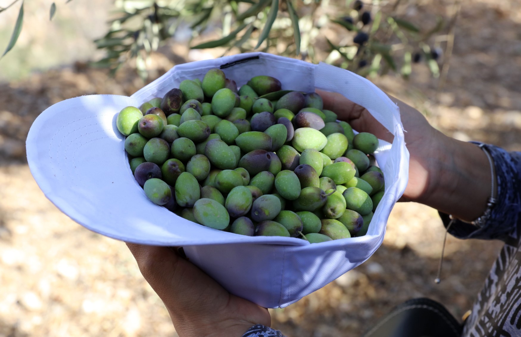 العطاري: موسم الزيتون للعام الجاري سيشهد تراجعًا كبيرًا بالإنتاج