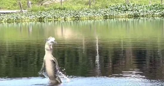 تمساح عملاق يبتلع طائرة بدون طيار فى مشهد مذهل بأمريكا