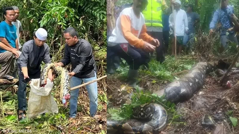 حل لغز الجدة المختفية.. المجرم "ثعبان عملاق"