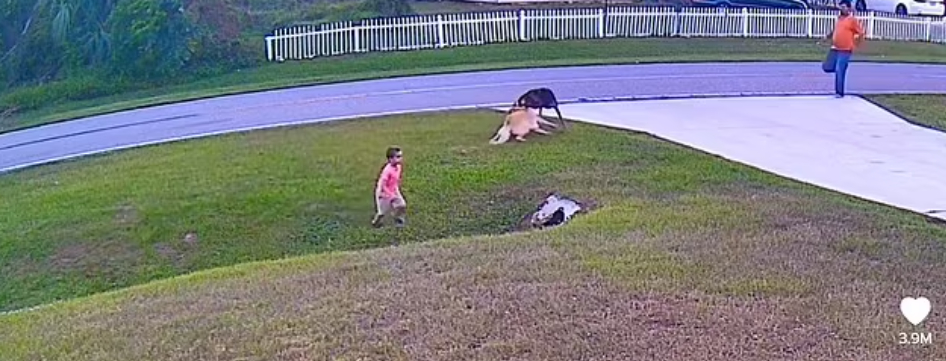 كلب يحمى طفلاً من هجوم حيوان شرس بأمريكا