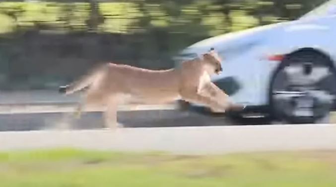 أسد يتجول وسط أحياء سكنية والشرطة تمسكه بعد ساعات