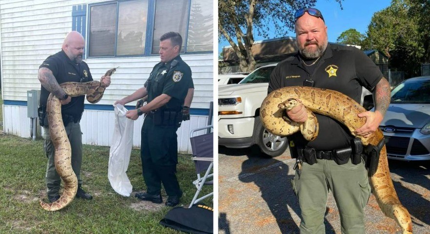 سلطات فلوريدا تمسك ثعبانا ضخما طوله 3 أمتار