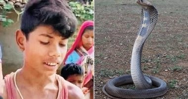طفل هندى يعض أفعى سامة ويقتلها بعدما لدغته
