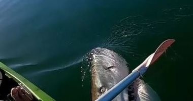 رحلة صيد كادت تشهد نهاية مأساوية لشاب أسترالي بسبب سمكة قرش