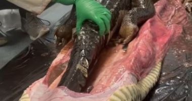 سحب تمساح طوله 5 أقدام من داخل ثعبان فى فلوريدا