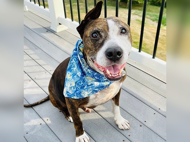 كلب بأذن واحدة وموهبة فريدة فى الرسم بلسانه