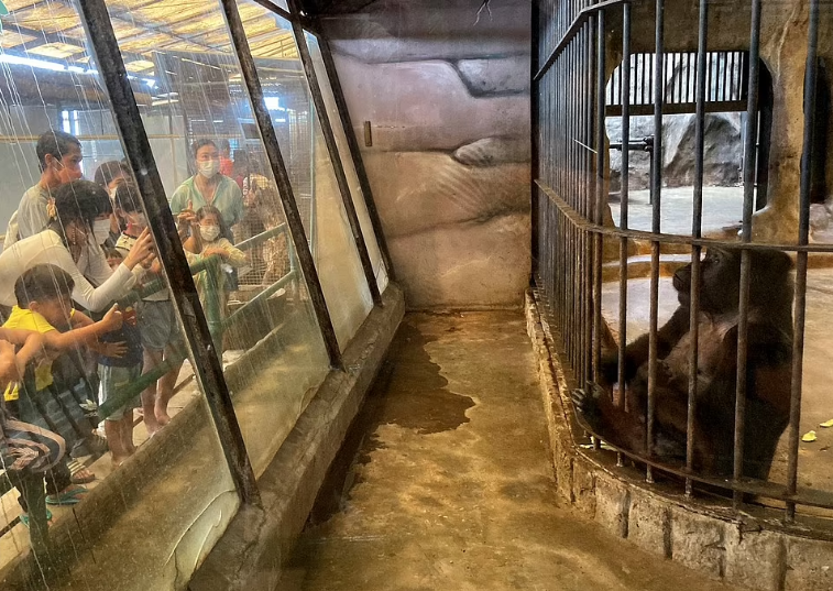 الغوريلا الأكثر وحدة فى العالم تستعد لعيد ميلاد آخر خلف القضبان