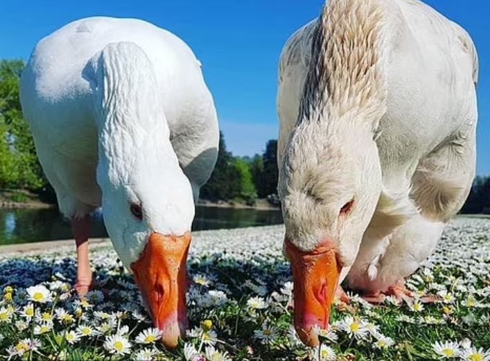 نفوق إوزة لاكتئابها حزنًا على موت شريكها