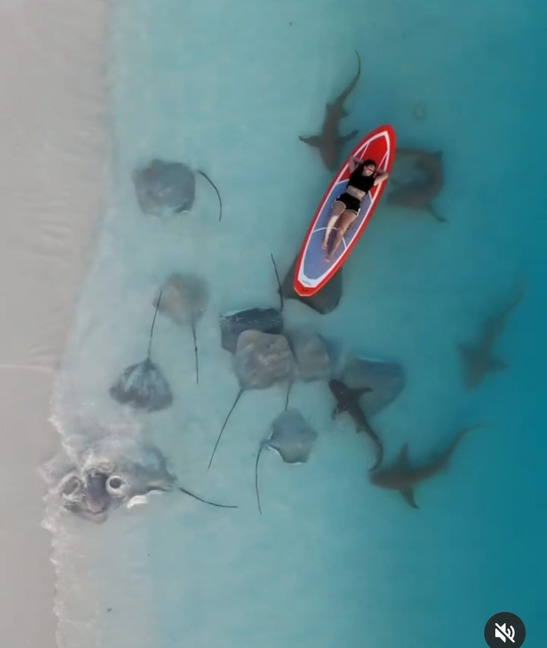 لقطة مذهلة لفتاة على لوح تزلج بين أسماك القرش والراى اللاسع