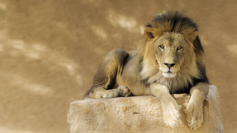 شاهد: 4 حيوانات انقرضت تماما من السعودية