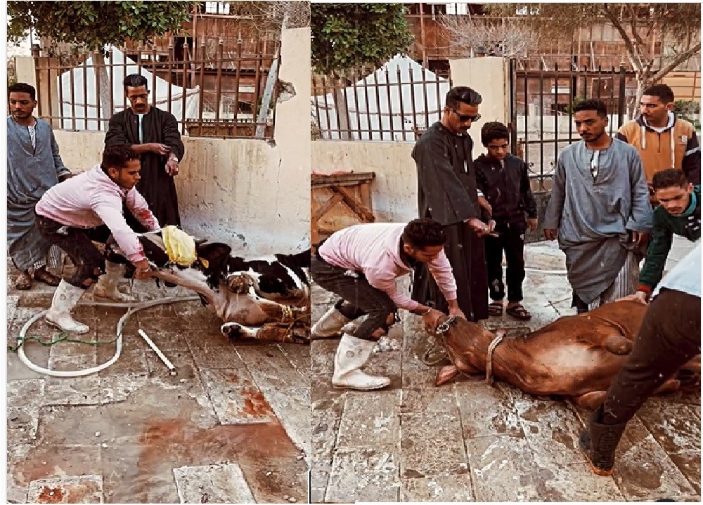 محمد رمضان يُشارك في "ذبح عجلين" احتفالا بمسلسل "العمدة"