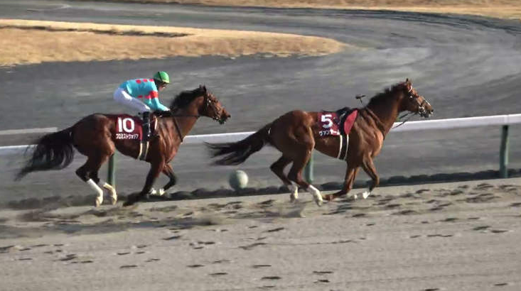 حصان يفوز بسباق فى طوكيو بدون فارس
