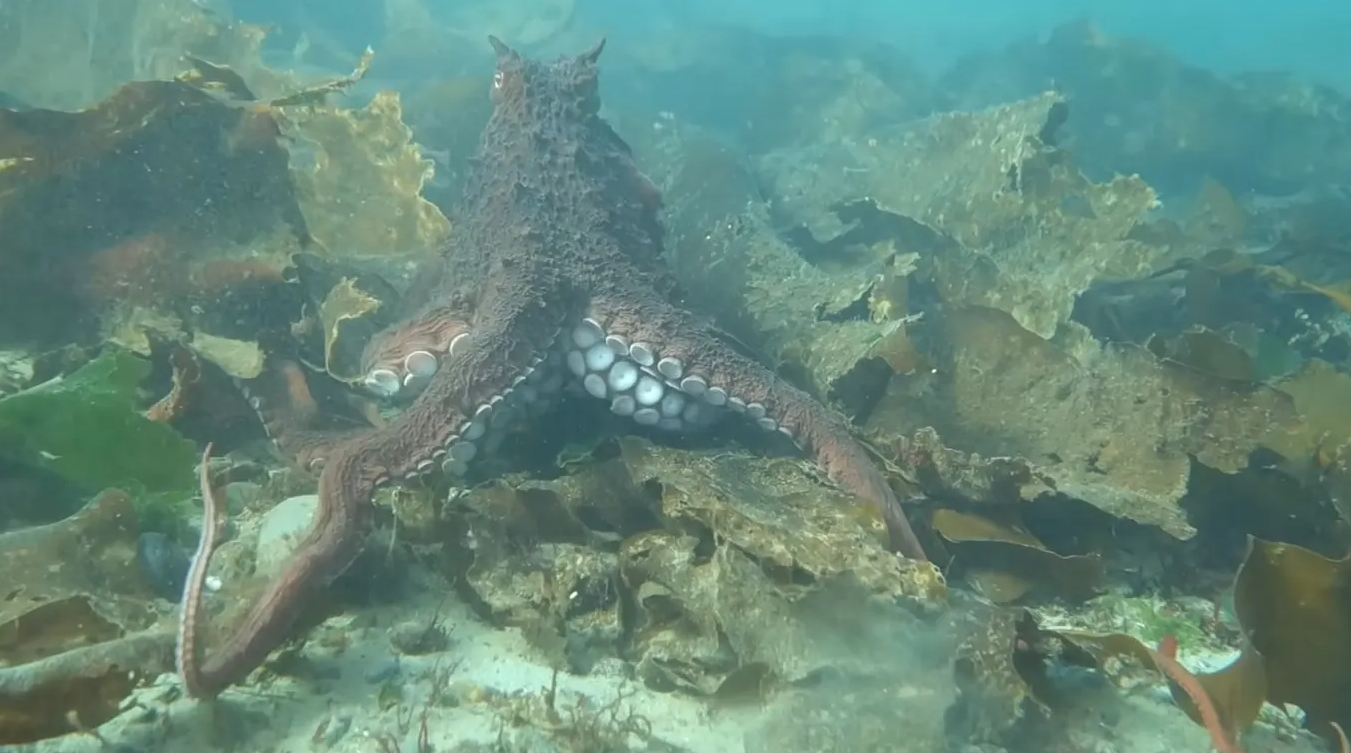 أخطبوط يعانق سيدة كندية فى رحلة غوص تحت الماء